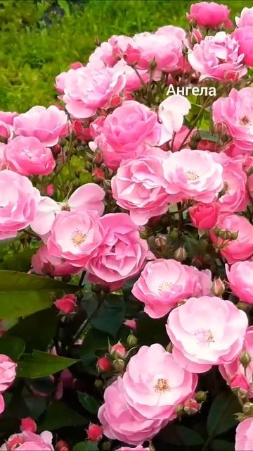 как хороши были розы смотреть онлайн