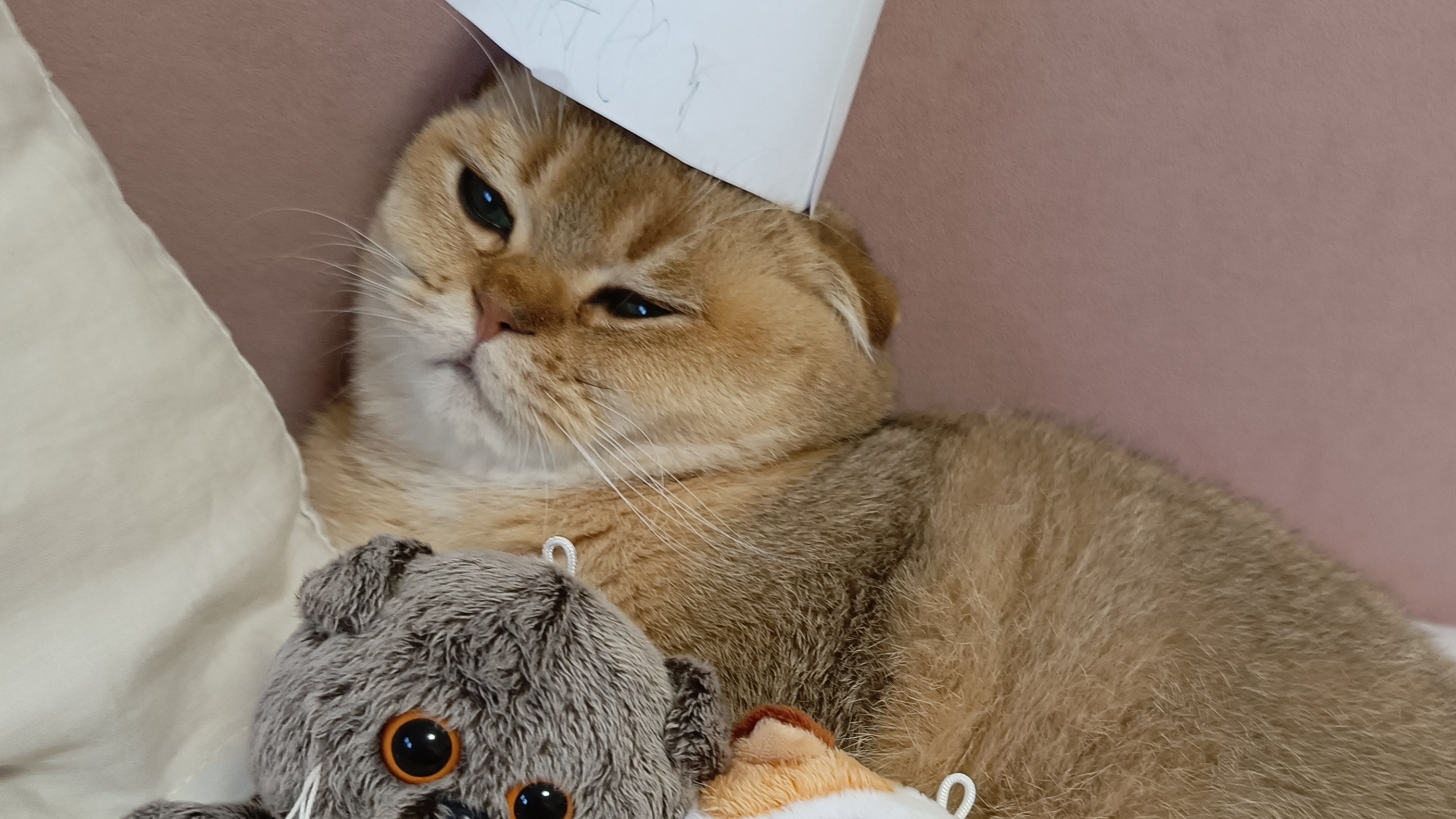 день рождения котика осика🥳 смотреть онлайн