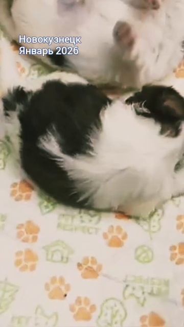 ШИ-ТЦУ - ПОПОЛНЕНИЕ В СЕМЕЙСТВЕ смотреть онлайн