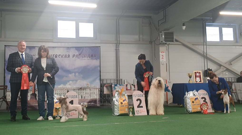 17.01.2026, СПб. Клуб "Элита-Центр" (РКФ, РФЛС). Выставка собак "НЕВСКАЯ РАПСОДИЯ" (САС, ЧФ) смотреть онлайн