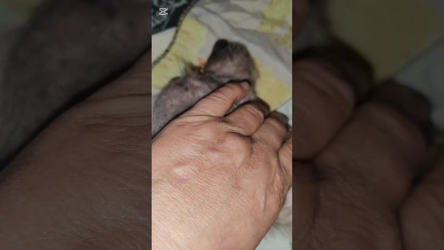 На очередном массаже Снежок показал нам сюрприз смотреть онлайн