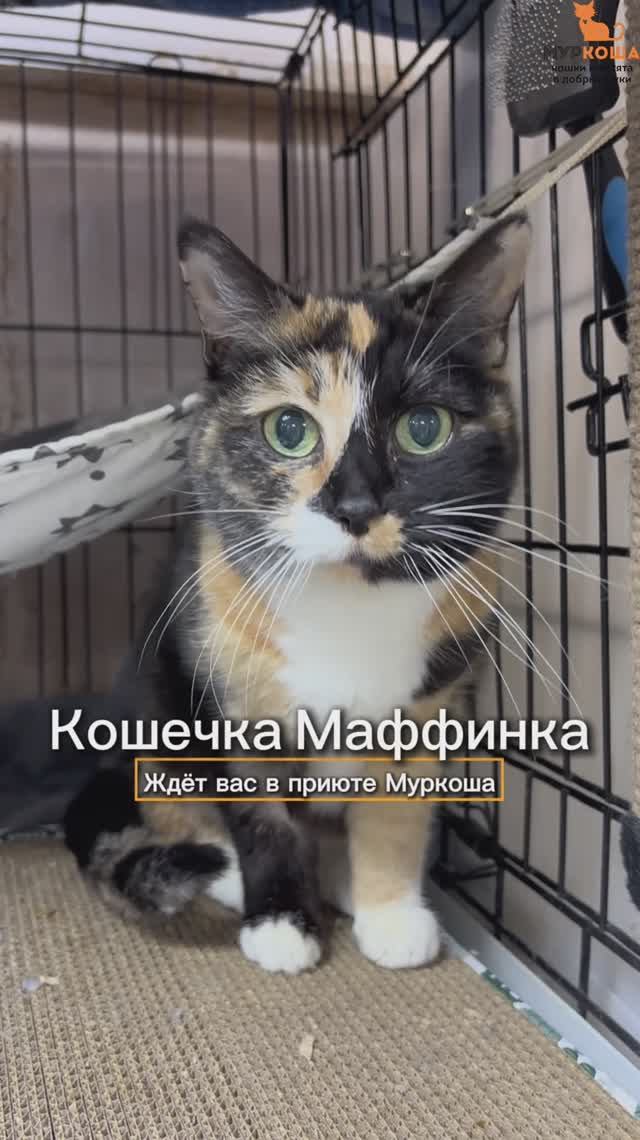 Маффинка ждёт вас в приюте #Муркоша смотреть онлайн