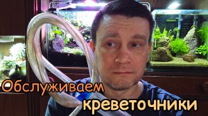 Обслуживаем аквариумы креветочники правильно