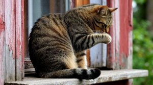 Я живу в России