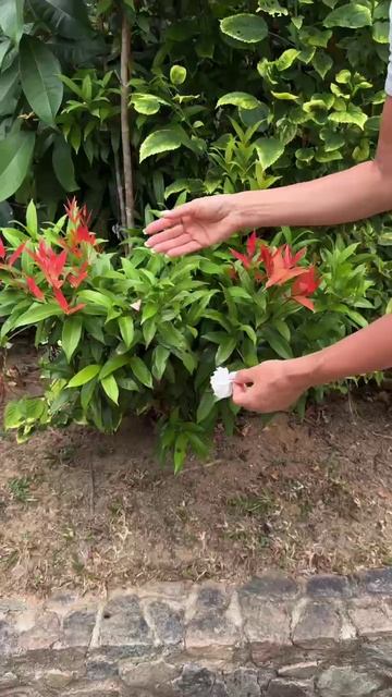 Приметила интересное растение с красными листьями смотреть онлайн