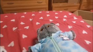 petal_20260128_190538.mp4