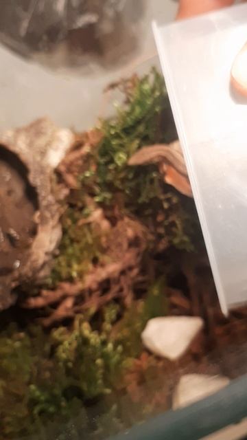 террариум для zootoca vivipara