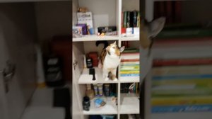 Масенька развлекается 😄