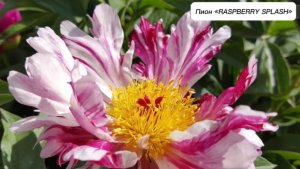 ПИОН "RASPBERRY SPLASH"/Сад Ворошиловой