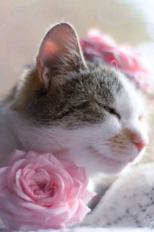 босята и утка