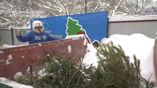 Вторая жизнь новогоднего дерева. Егорьевцы присоединились к акции «Сдай ёлку на переработку» смотреть онлайн