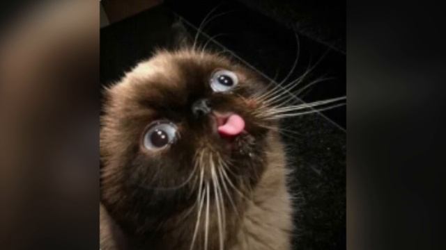 Мемные коты часть 2