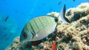 Бомбарда, ловля на бомбарду, донная оснастка бомбарды