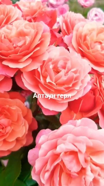 как хороши были розы смотреть онлайн