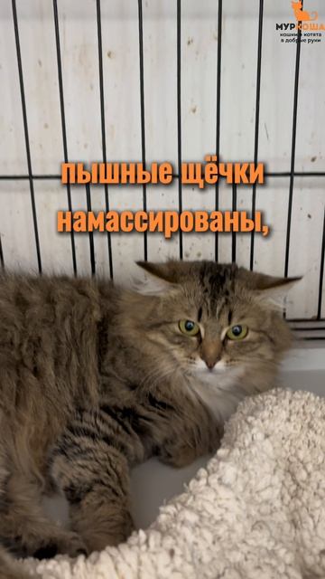 Клаша ждёт вас в приюте #Муркоша смотреть онлайн