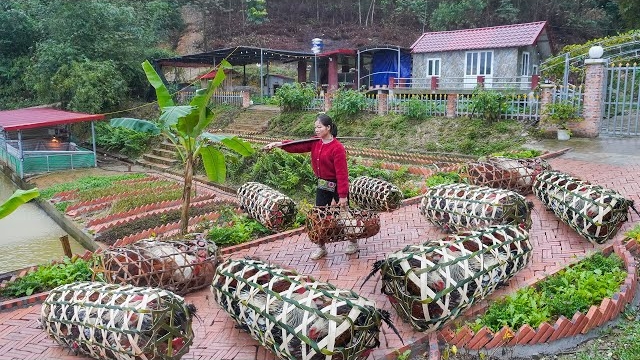 Использую бамбук для плетения клеток для кур. Собираю много крупных цыплят с фермы на продажу.Ли Фук смотреть онлайн