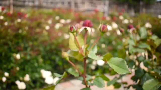 ТИПЫ РОСТА РОЗ. В ЧЕМ РАЗНИЦА_ КАК правильно ОБРЕЗАТЬ_ смотреть онлайн