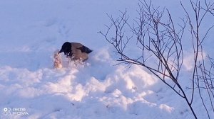 МОРОЗНАЯ ПОГОДА НЕ ПРЕГРАДА ДЛЯ ПРОГУЛКИ НАБЛЮДАЕМ ЗА ОБЕДОМ ВОРОН ЛЮБУЕМСЯ ЗИМНИМ ПЕЙЗАЖЕМ
