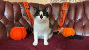 Скачивай мишку