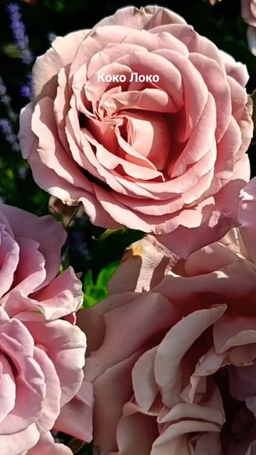 как хороши были розы смотреть онлайн