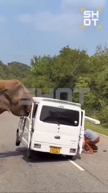 На Шри-Ланке на российских туристов напал дикий слон.