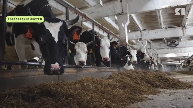 Ярославские фермеры получат 26 миллионов рублей на развитие геномной селекции смотреть онлайн