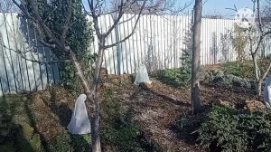 Внезапная прогулка по зимнему Крымскому парку.