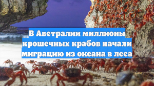 В Австралии миллионы крошечных крабов начали миграцию из океана в леса