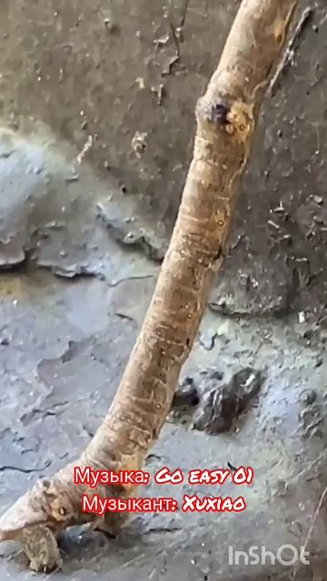 Палочник — насекомое такое.