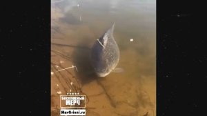 ЭТО БЕЗУМИЕ! Угарная подборка приколов НЕ ПЕЙТЕ ВОДУ ПЕРЕД ПРОСМОТРОМ!Ржака!Лол!Топ Смех Видео №2853