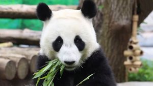 Прощание с пандами стало событием национального масштаба в Японии