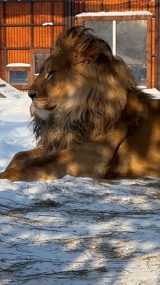 Лев Шерхан. Царя не беспокоить! #шерхан_тайган #шерхан #лев #lion #юмор #zoo #animals #shortvideo смотреть онлайн