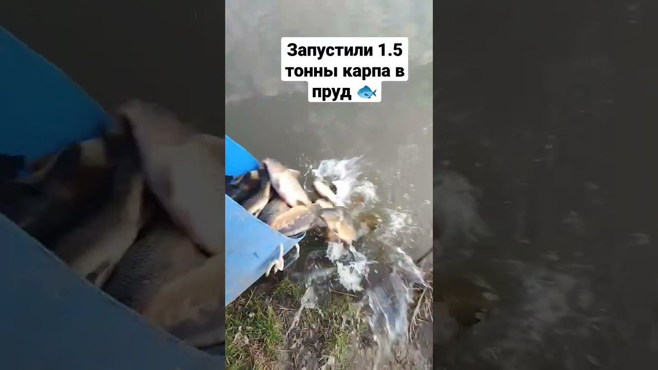 Запустили 1.5 тонны карпа в пруд