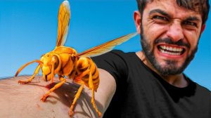 Укусила оса-палач. Самые болючие укусы