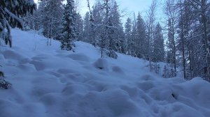 Лесное безмолвие.