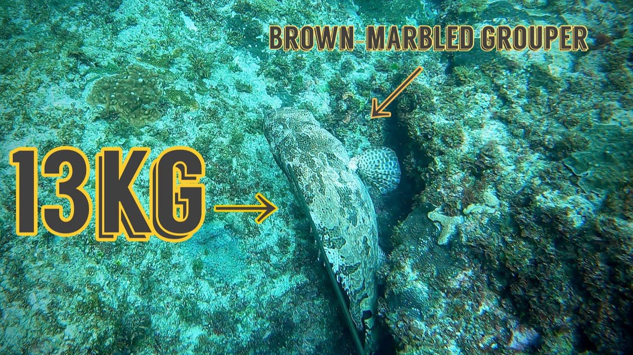 Подводная охота / Краснопятнистый групер 13 кг смотреть онлайн