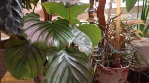 Череда событий