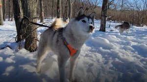 "Хаски трип" в Самаре