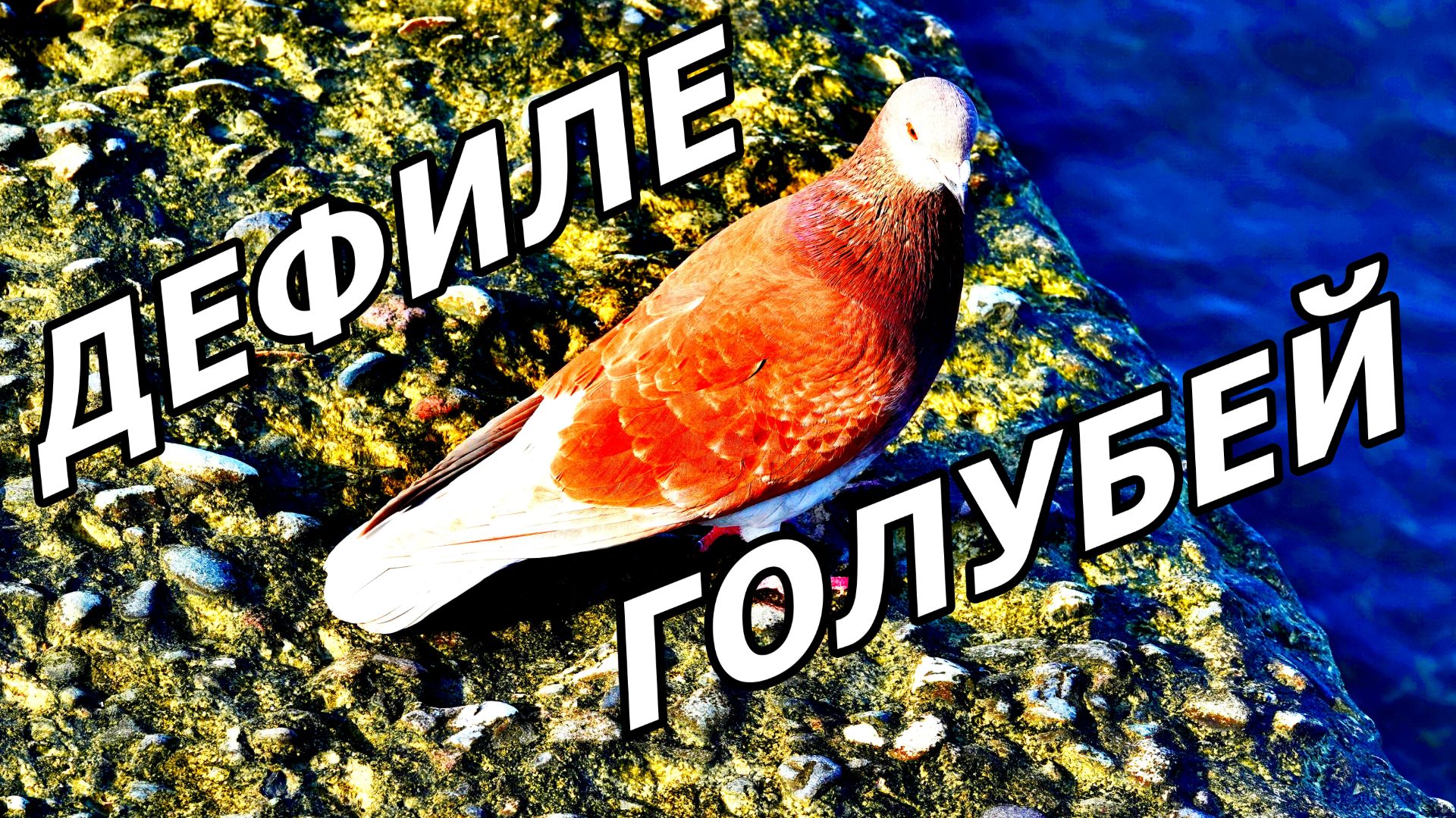 ПТИЧЬЯ МАГИЯ АДЛЕРА. ГОЛУБИ КРАСУЮТСЯ НА ВОЛНОРЕЗЕ. 23 НОЯБРЯ 2025. смотреть онлайн