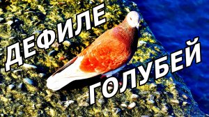 ПТИЧЬЯ МАГИЯ АДЛЕРА. ГОЛУБИ КРАСУЮТСЯ НА ВОЛНОРЕЗЕ. 23 НОЯБРЯ 2025.