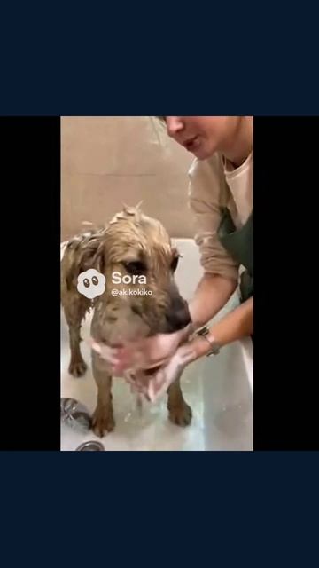 грумер грумингсоветы любимцы стрижка кошки