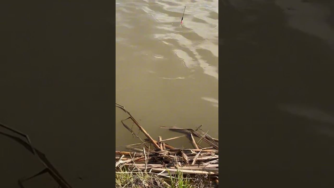 Видео с рыбалки от наших гостей fishing платнаярыбалка nature carp рыбалка carpfishing