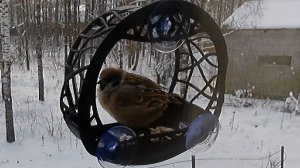 Товарищ Воробей поднимает воробьиную стаю.