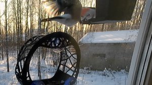 Миссис Снегирь прогнала мистера Снегирь