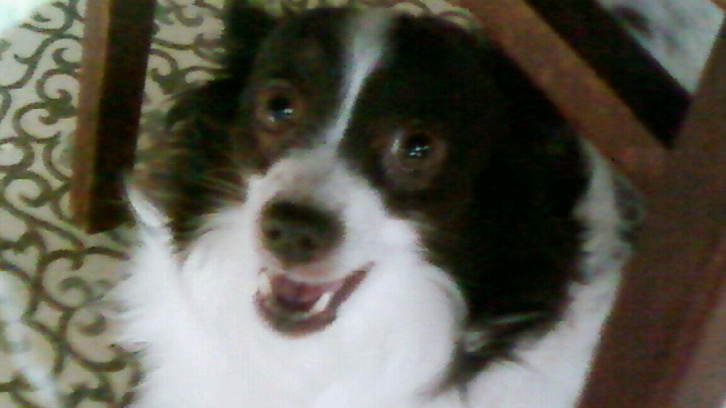 Собаки барабаки! Веселые собаки радуют глаза. #собаки 💖👍 смотреть онлайн