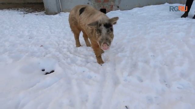 Видео бродячей свиньи в Ревде, которая хозяйничает на улицах смотреть онлайн