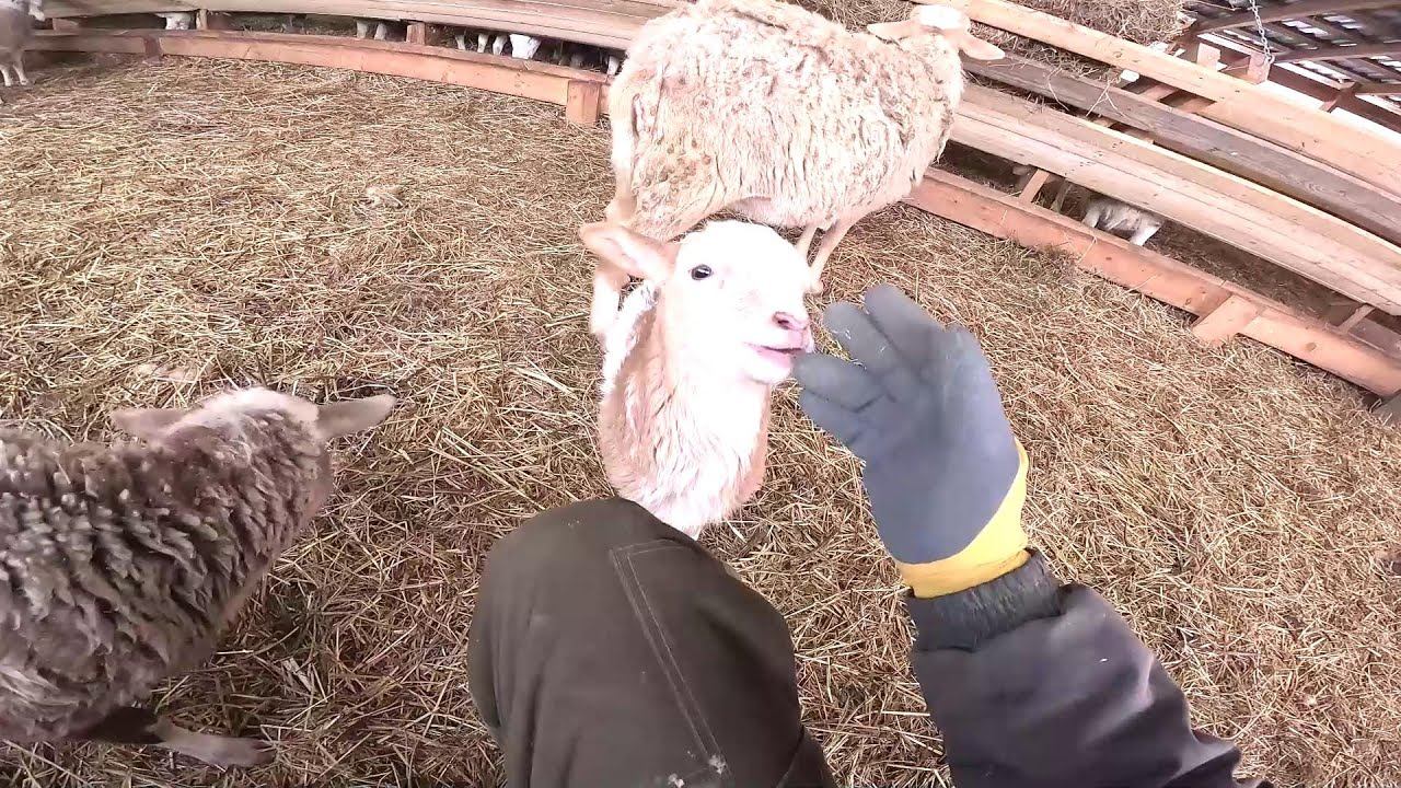 Страусы снесли яйцо !Нашел хатку бобра ! ХУТОР В ЛЕСУ №954 смотреть онлайн