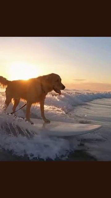 сёрфинг животные экосистема приключения океан эксплорация