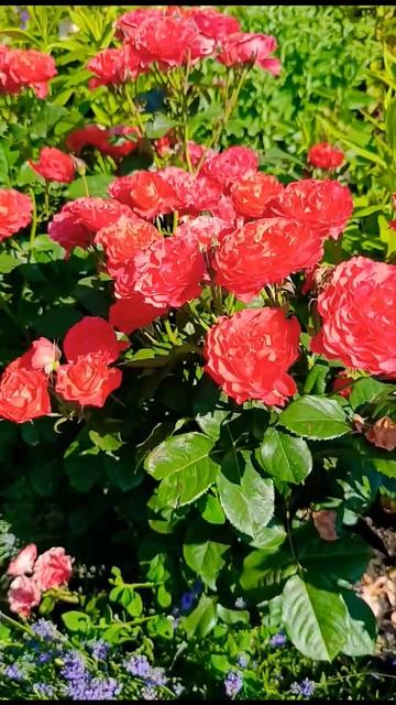 как хороши были розы смотреть онлайн