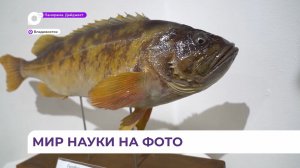 Во Владивостоке галерея «Арка» в эти дни предлагает изучить историю ТИНРО